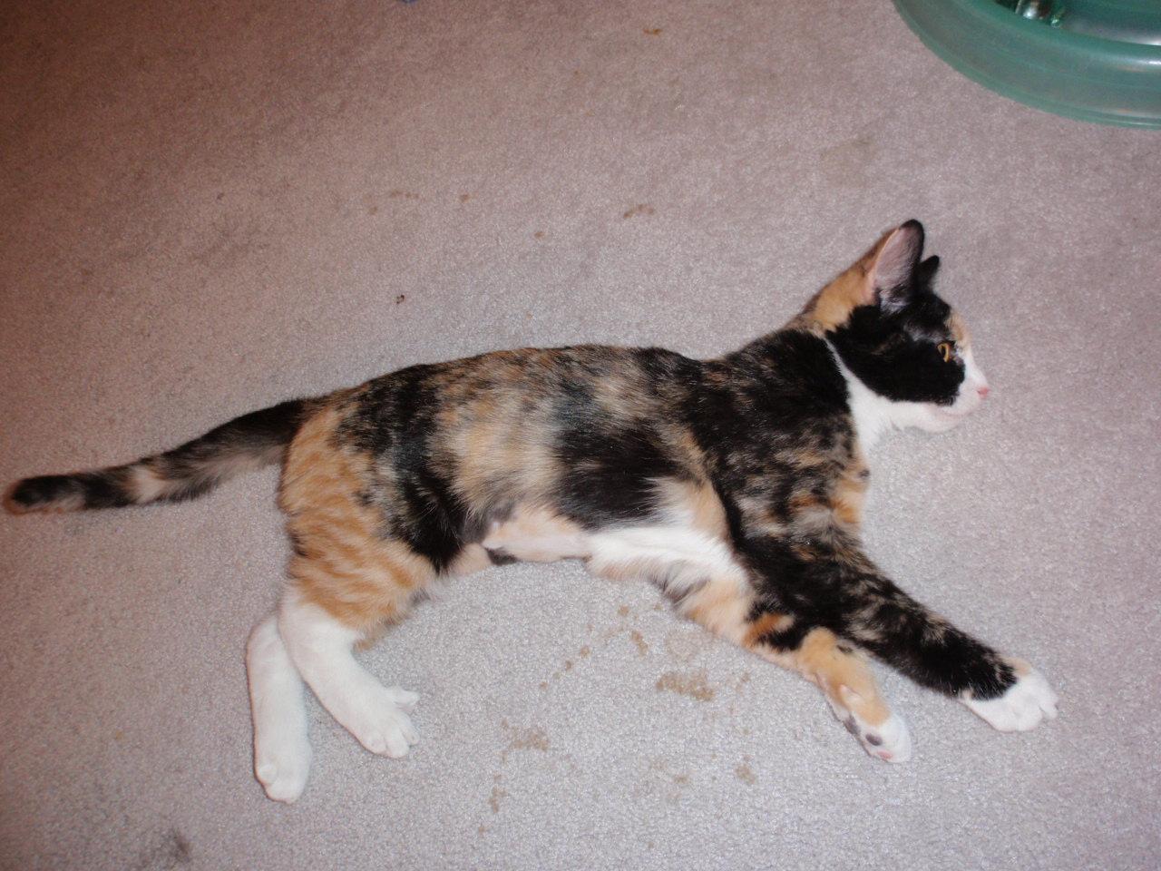 Enlarge Sweet Pea, an adopted Calico in Delta, CO image 6/6