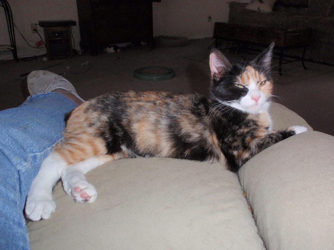 Sweet Pea, adopted, Kitten Female Calico.