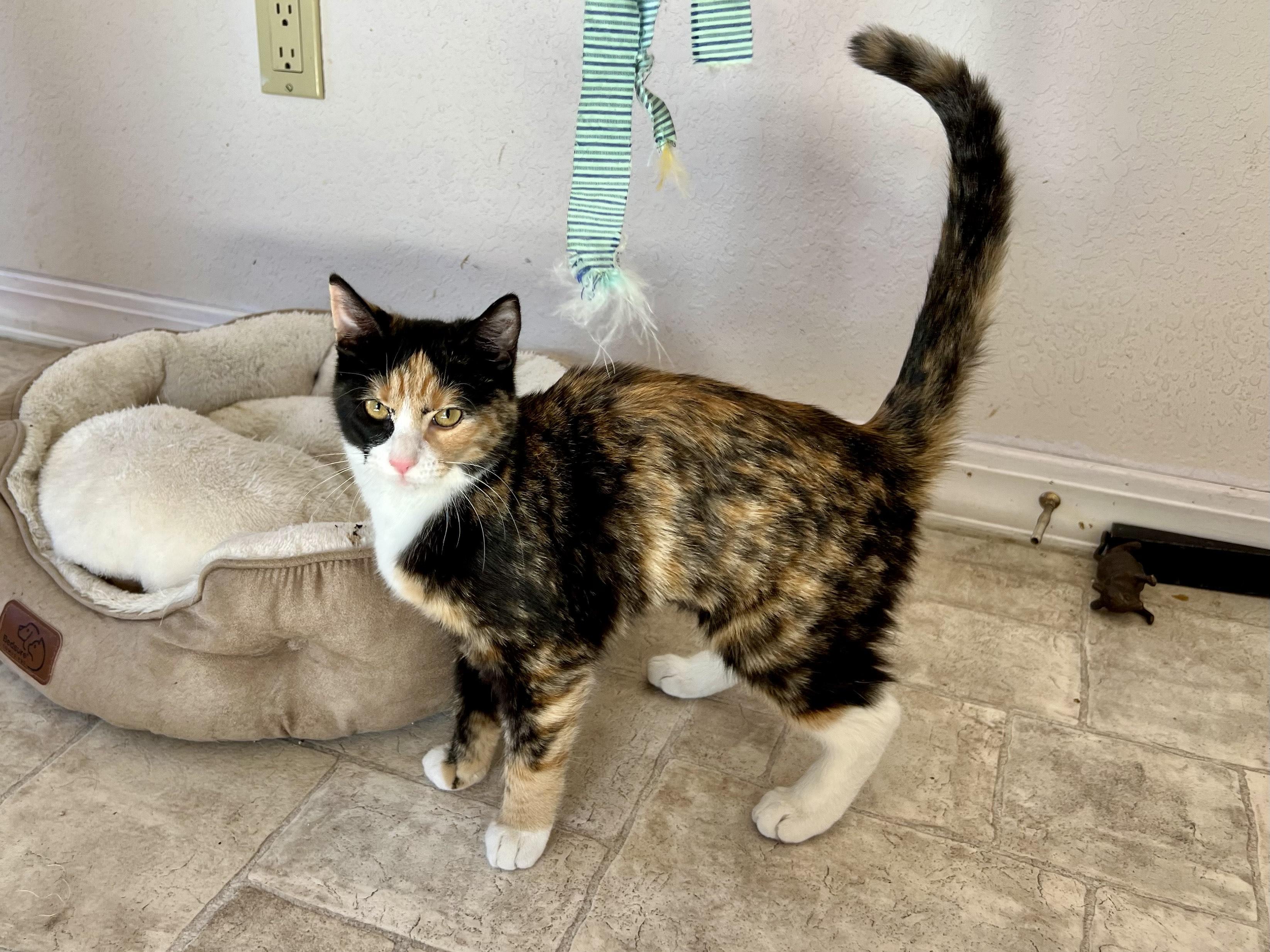 Enlarge Sweet Pea, an adopted Calico in Delta, CO image 5/6