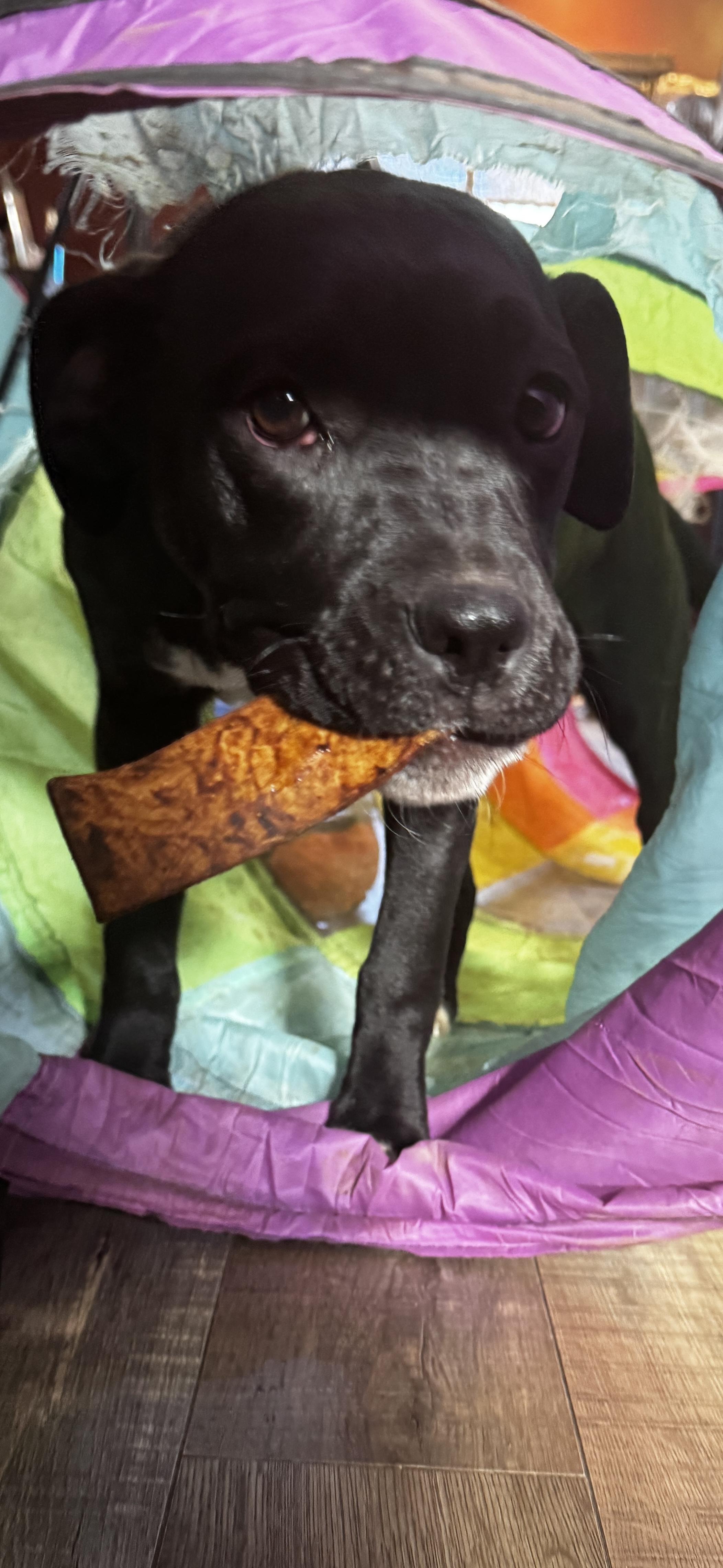 Ivy, ADOPTABLE, Puppy Female Boxer & Black Labrador Retriever.