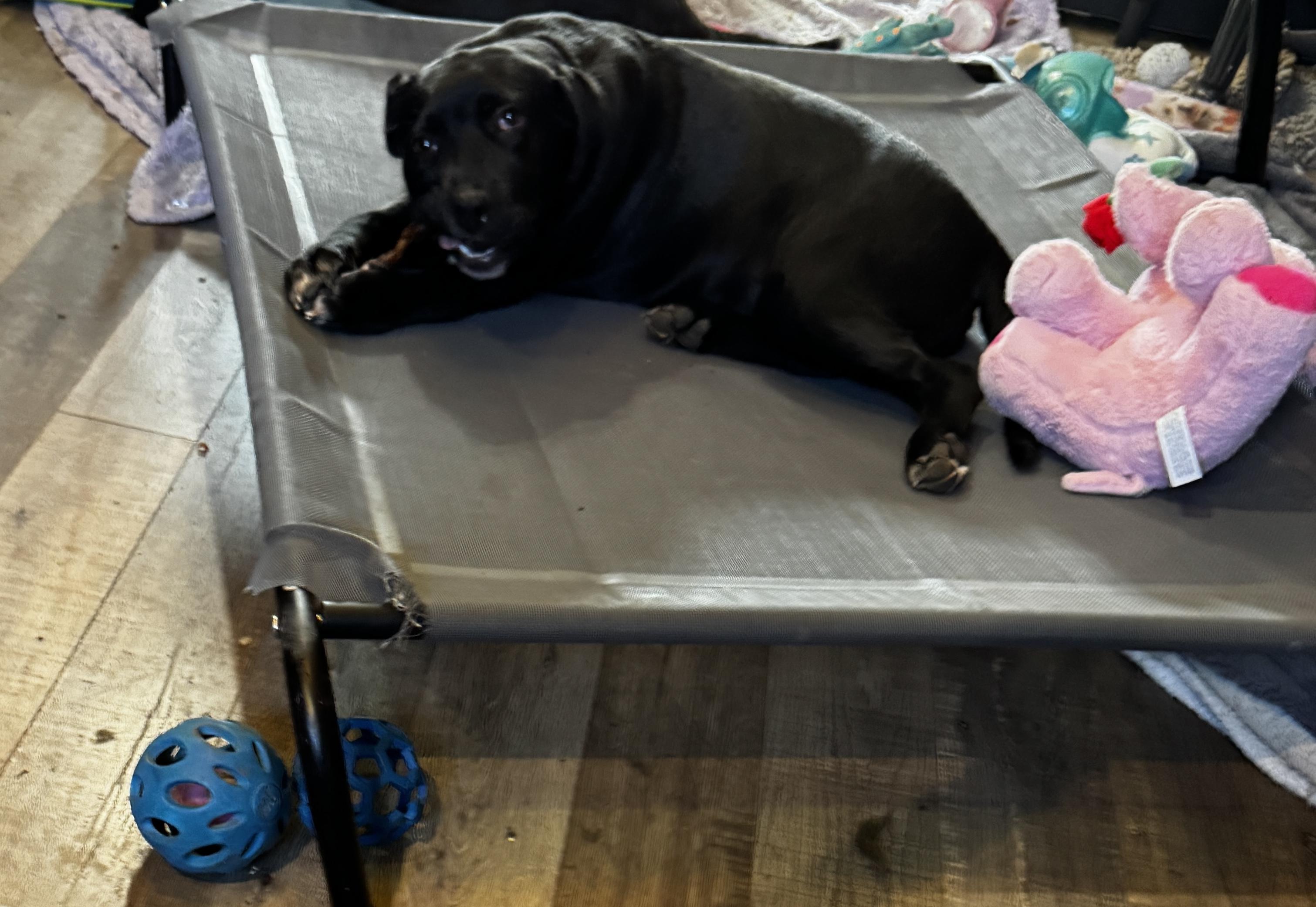 Ivy, ADOPTABLE, Puppy Female Boxer & Black Labrador Retriever.