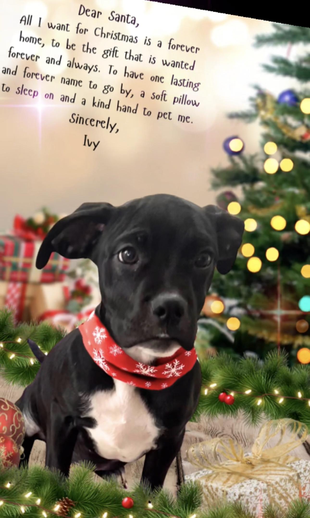 Ivy, ADOPTABLE, Puppy Female Boxer.