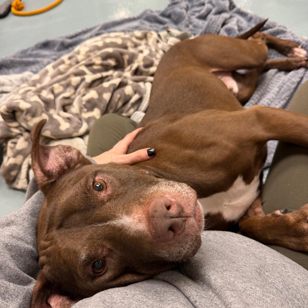 Enlarge Tank, a Adoptable Mixed Breed in Winston-Salem, NC image 2/6