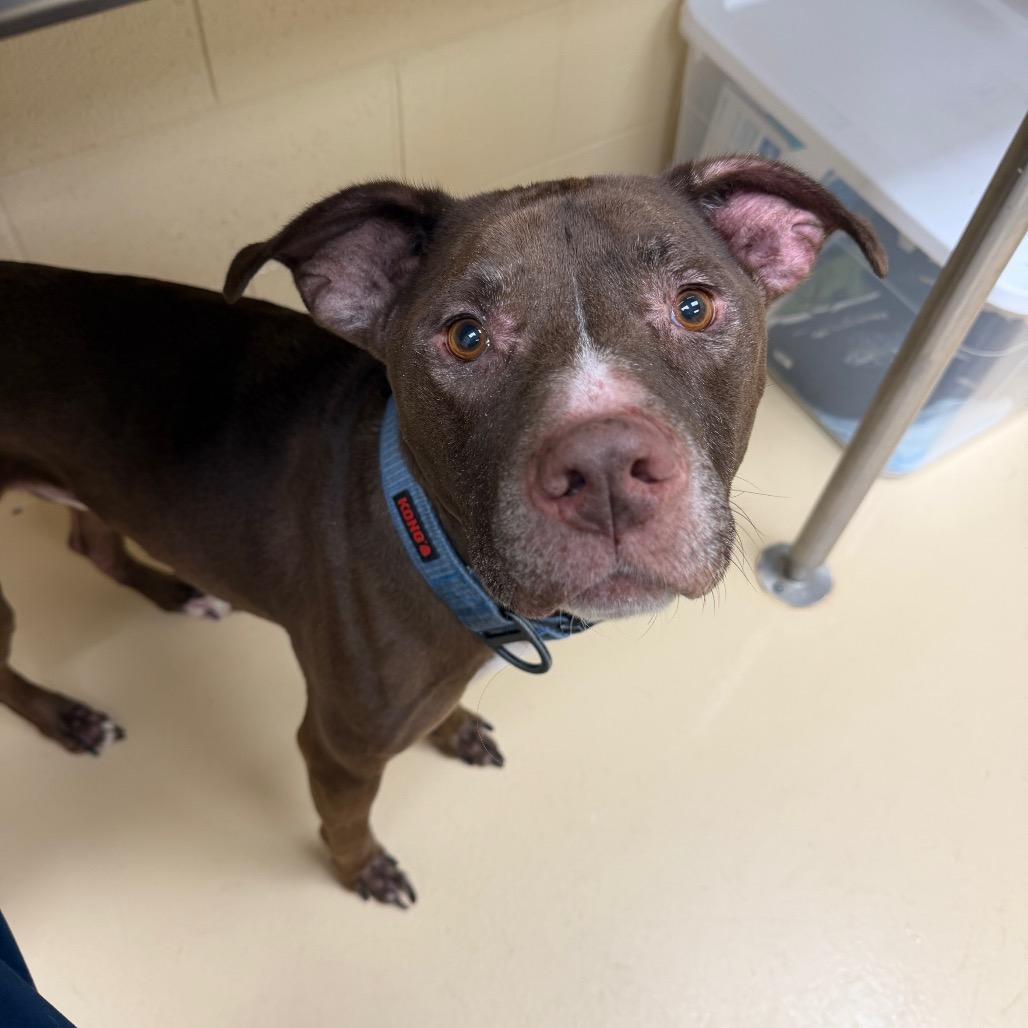 Enlarge Tank, a Adoptable Mixed Breed in Winston-Salem, NC image 5/6
