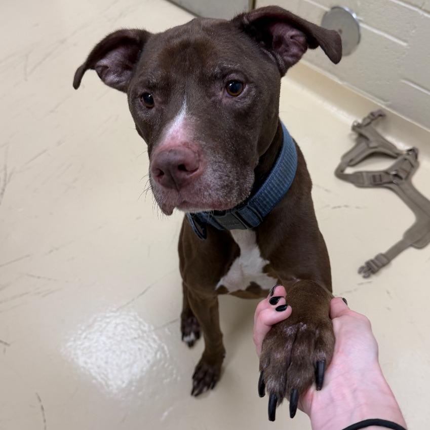 Enlarge Tank, a Adoptable Mixed Breed in Winston-Salem, NC image 6/6