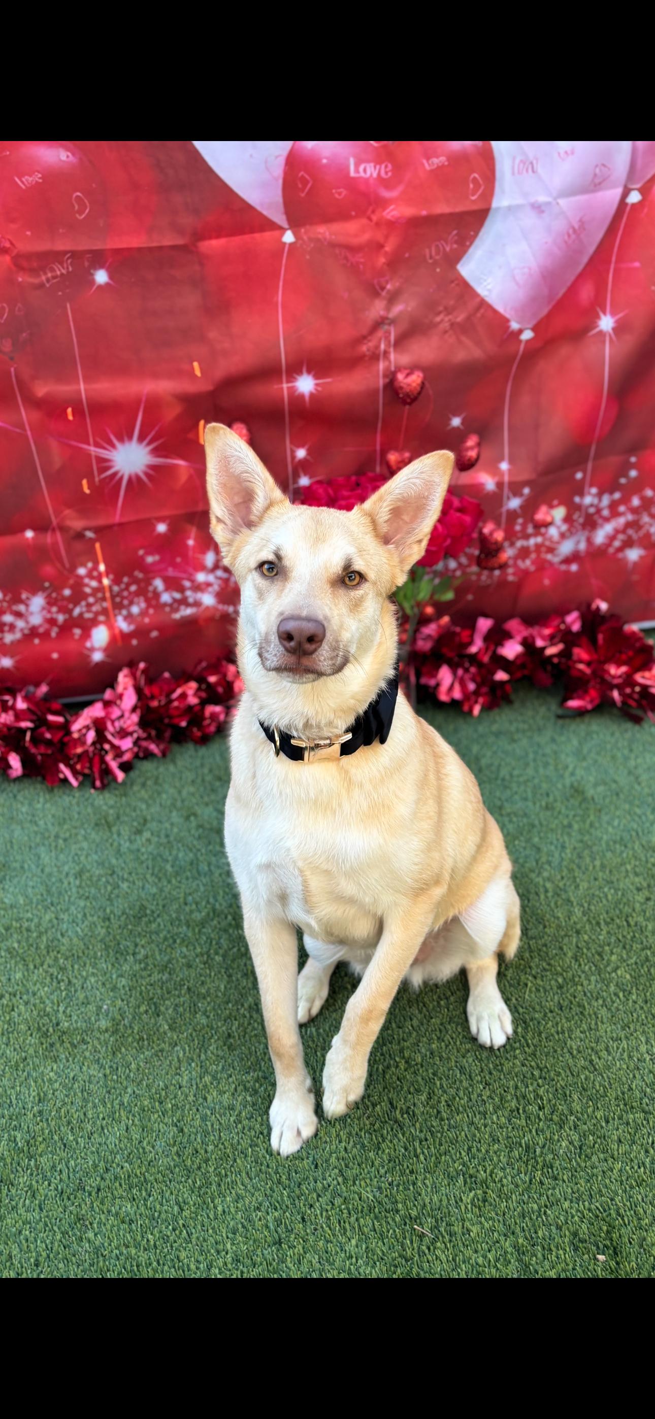 Chachi, Adoptable, Young Male Carolina Dog & Terrier.