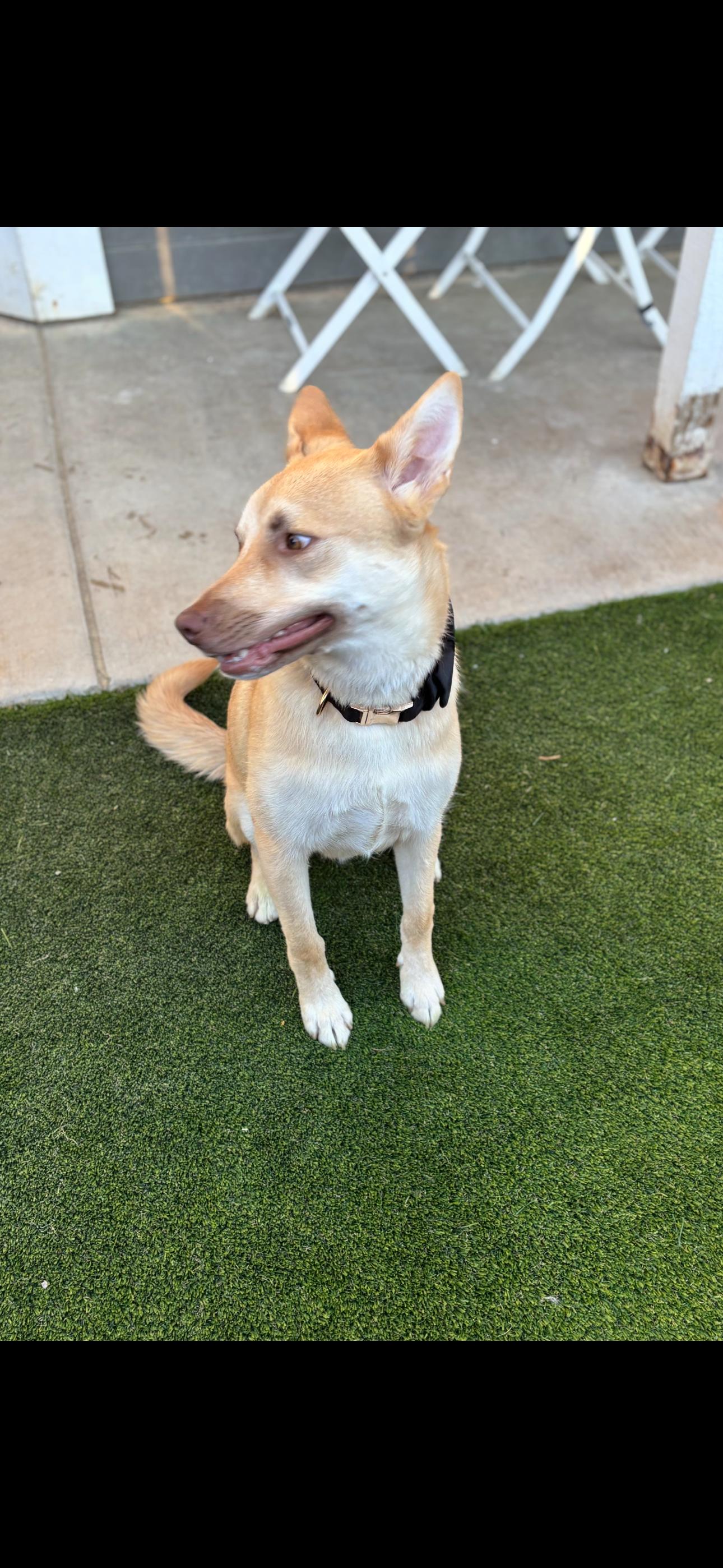 Chachi, a Adoptable mixed breed in Cottonwood, CA image 2/6