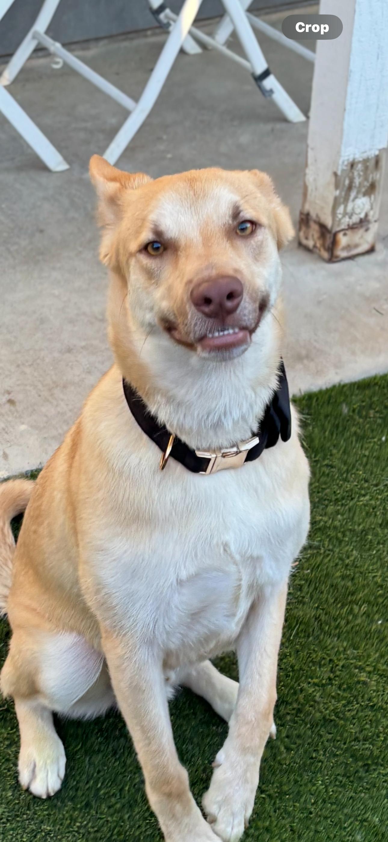 Chachi, a Adoptable mixed breed in Cottonwood, CA image 3/6