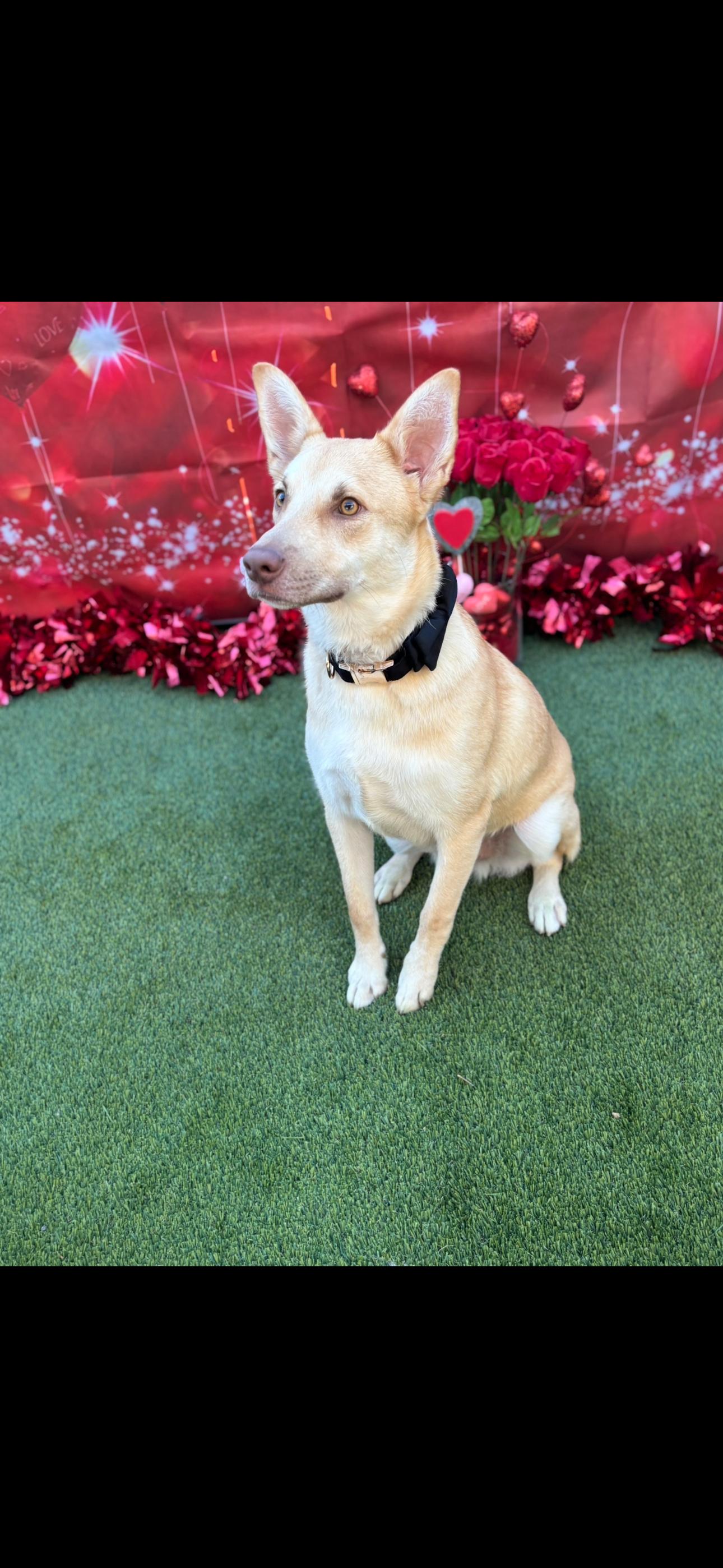 Chachi, a Adoptable mixed breed in Cottonwood, CA image 4/6