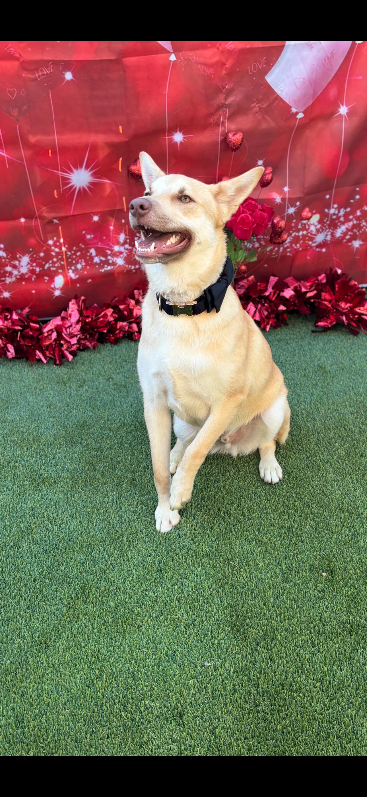 Chachi, a Adoptable mixed breed in Cottonwood, CA image 5/6