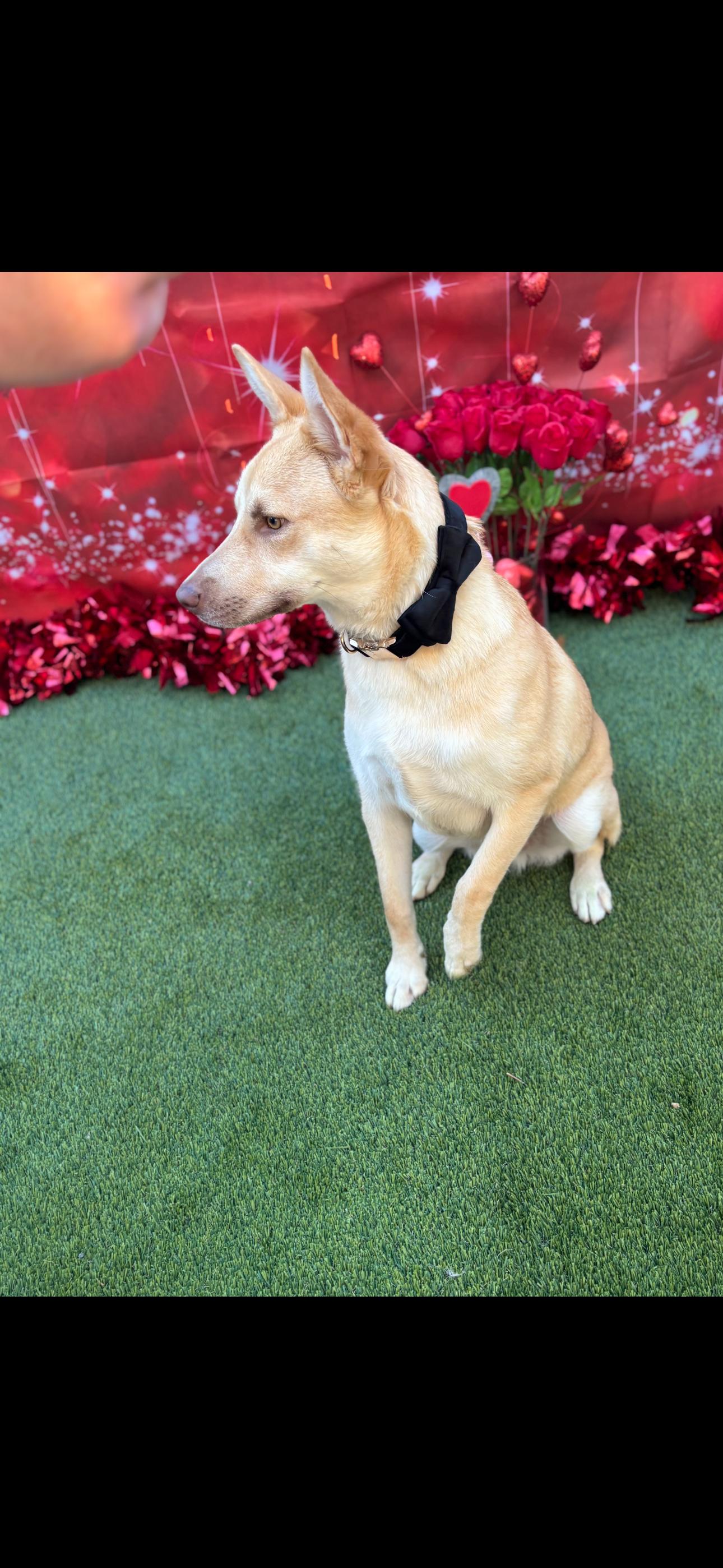 Chachi, a Adoptable mixed breed in Cottonwood, CA image 6/6