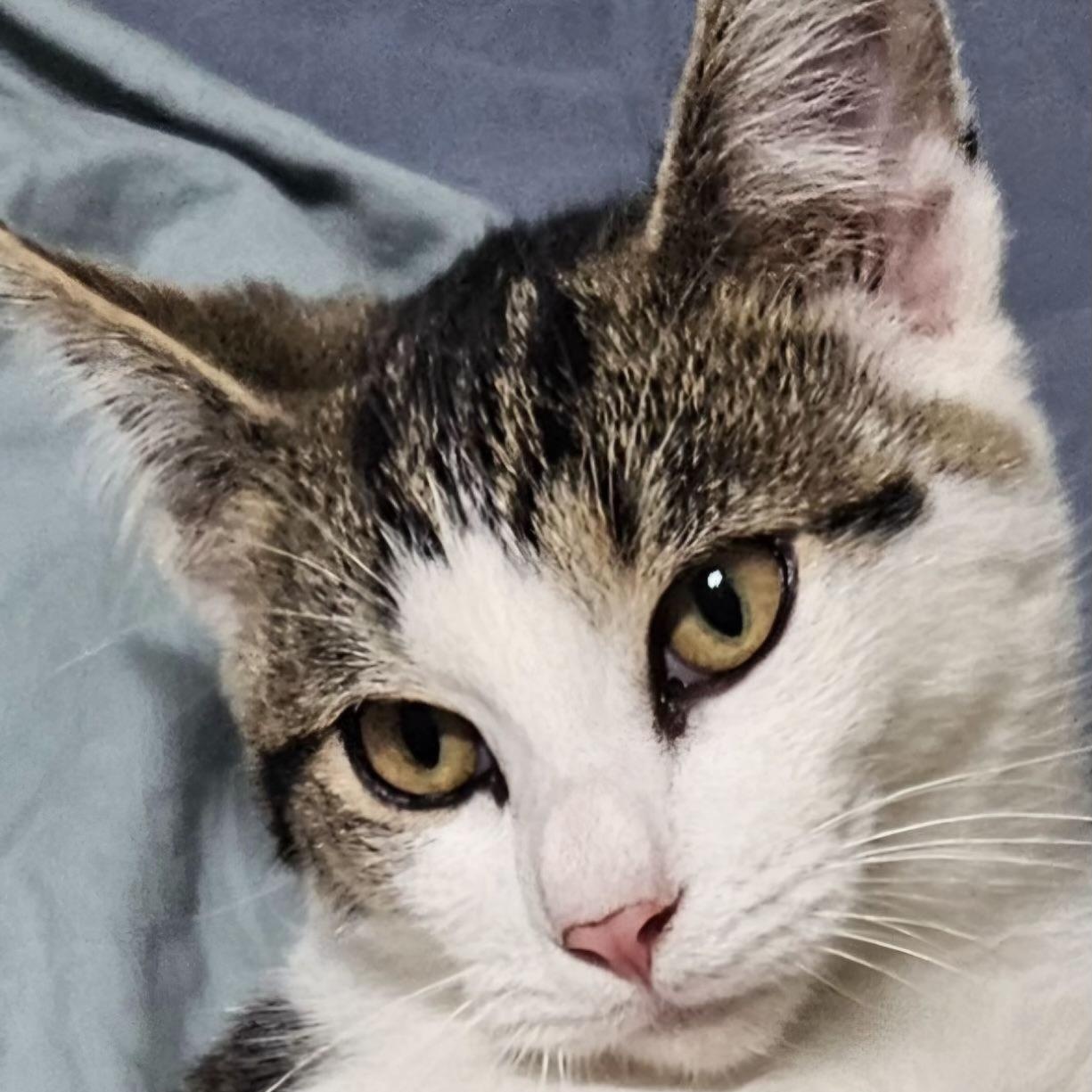 Phineas, a Adoptable Domestic Short Hair in Lafayette, IN image 2/4