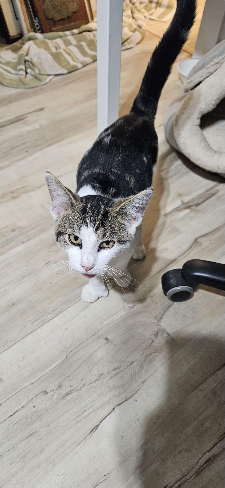 Phineas, a Adoptable Domestic Short Hair in Lafayette, IN image 3/4