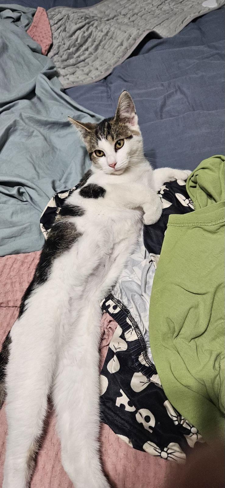 Phineas