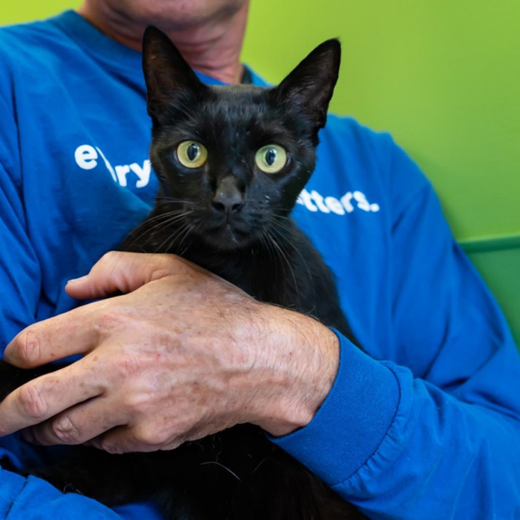 Enlarge Tesla, a Adoptable Domestic Short Hair in Houston, TX image 1/2