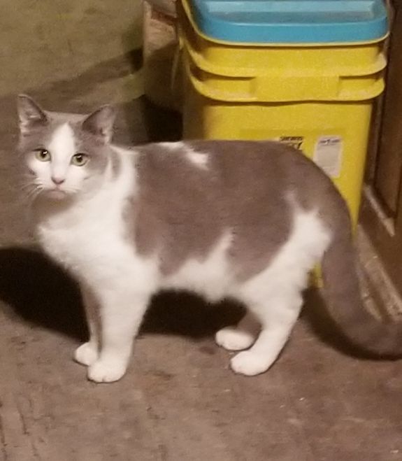 Sneakers, a Adoptable mixed breed in Monroe, TN image 1/4