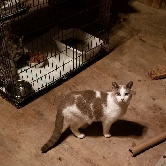 Sneakers, a Adoptable mixed breed in Monroe, TN image 2/4