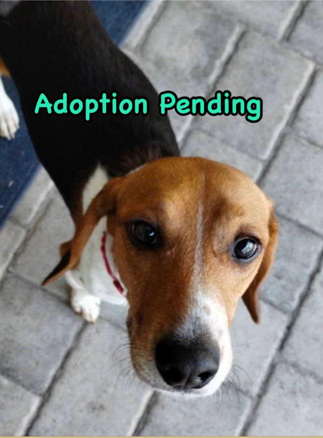 MJ, Adoptable, Adult Male Beagle.