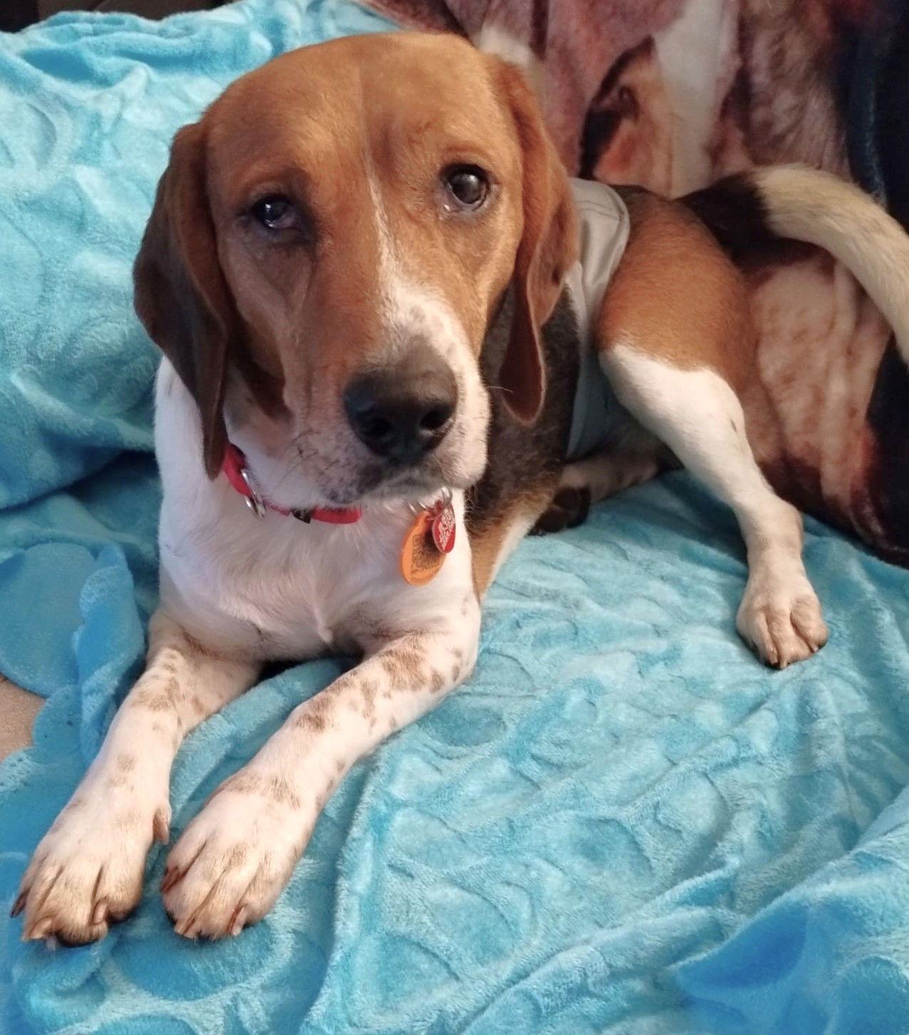 Enlarge MJ, a Adoptable Beagle in Dunnellon, FL image 2/3