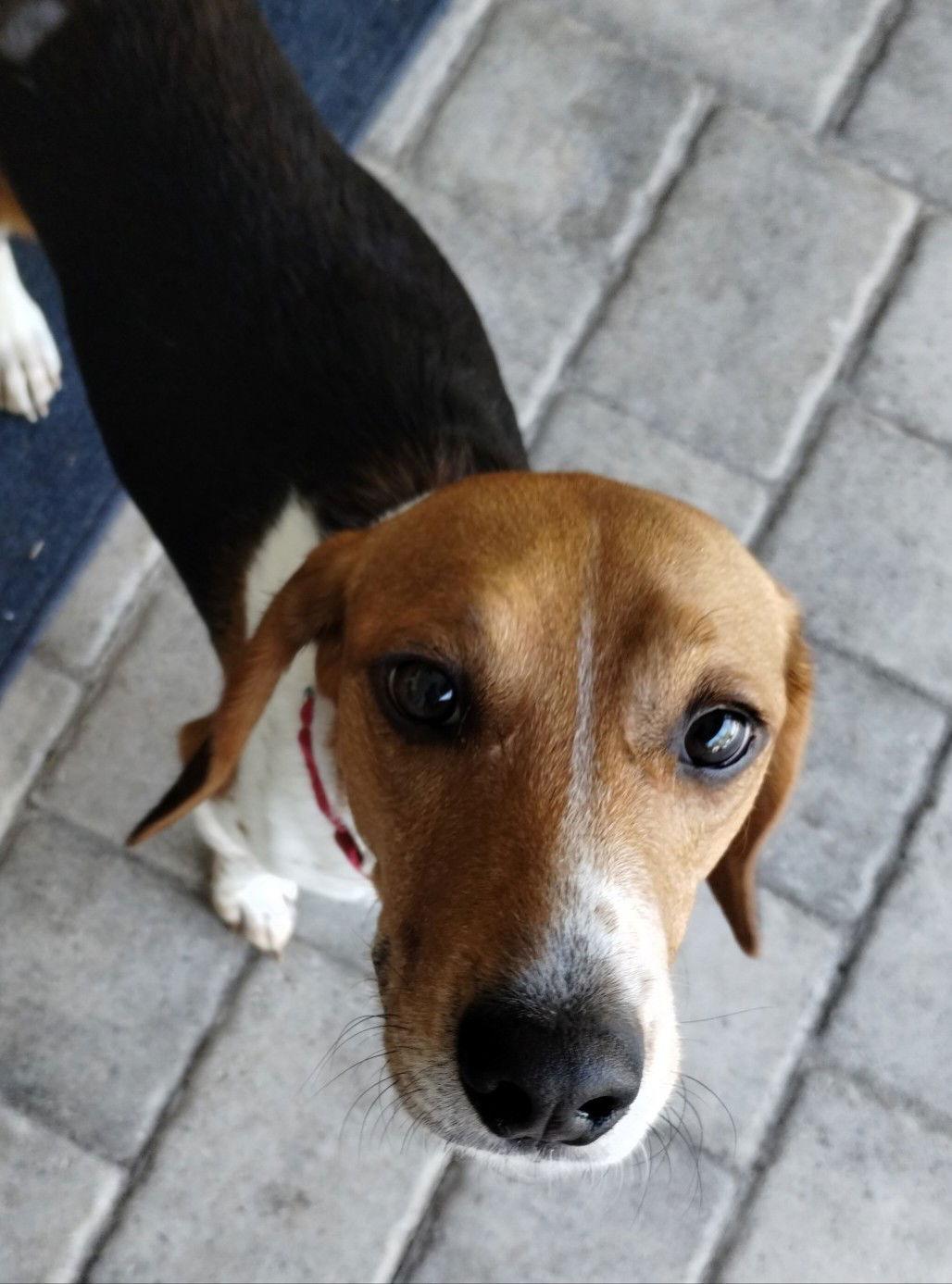 Enlarge MJ, a Adoptable Beagle in Dunnellon, FL image 3/3
