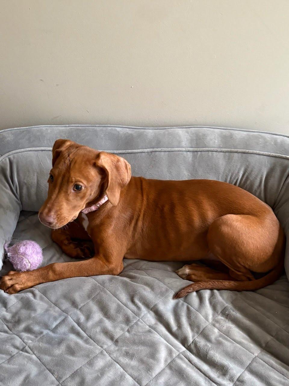 Enlarge Rose, an adopted mixed breed in Oswego, IL image 2/3