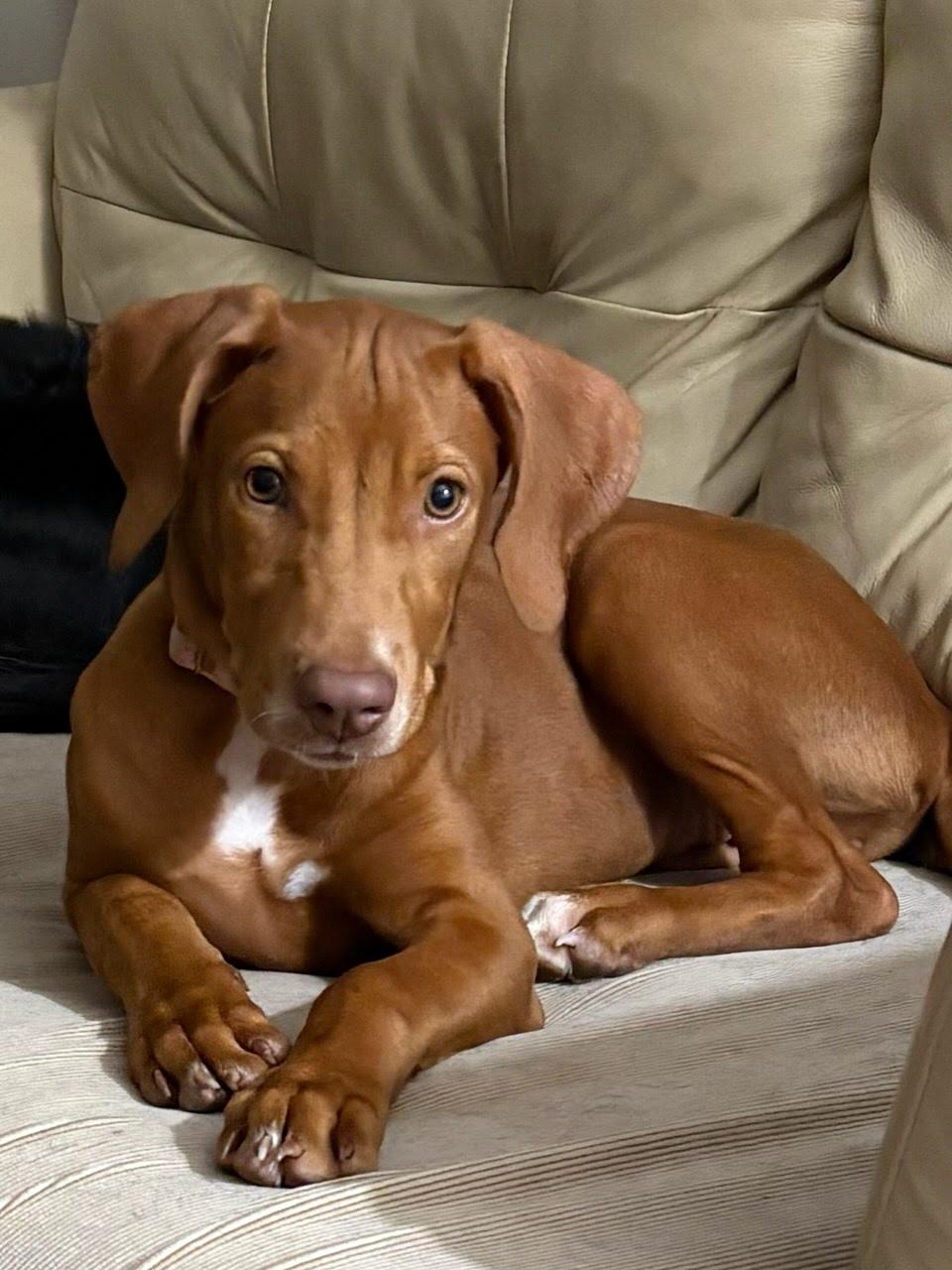 Enlarge Rose, an adopted mixed breed in Oswego, IL image 1/3