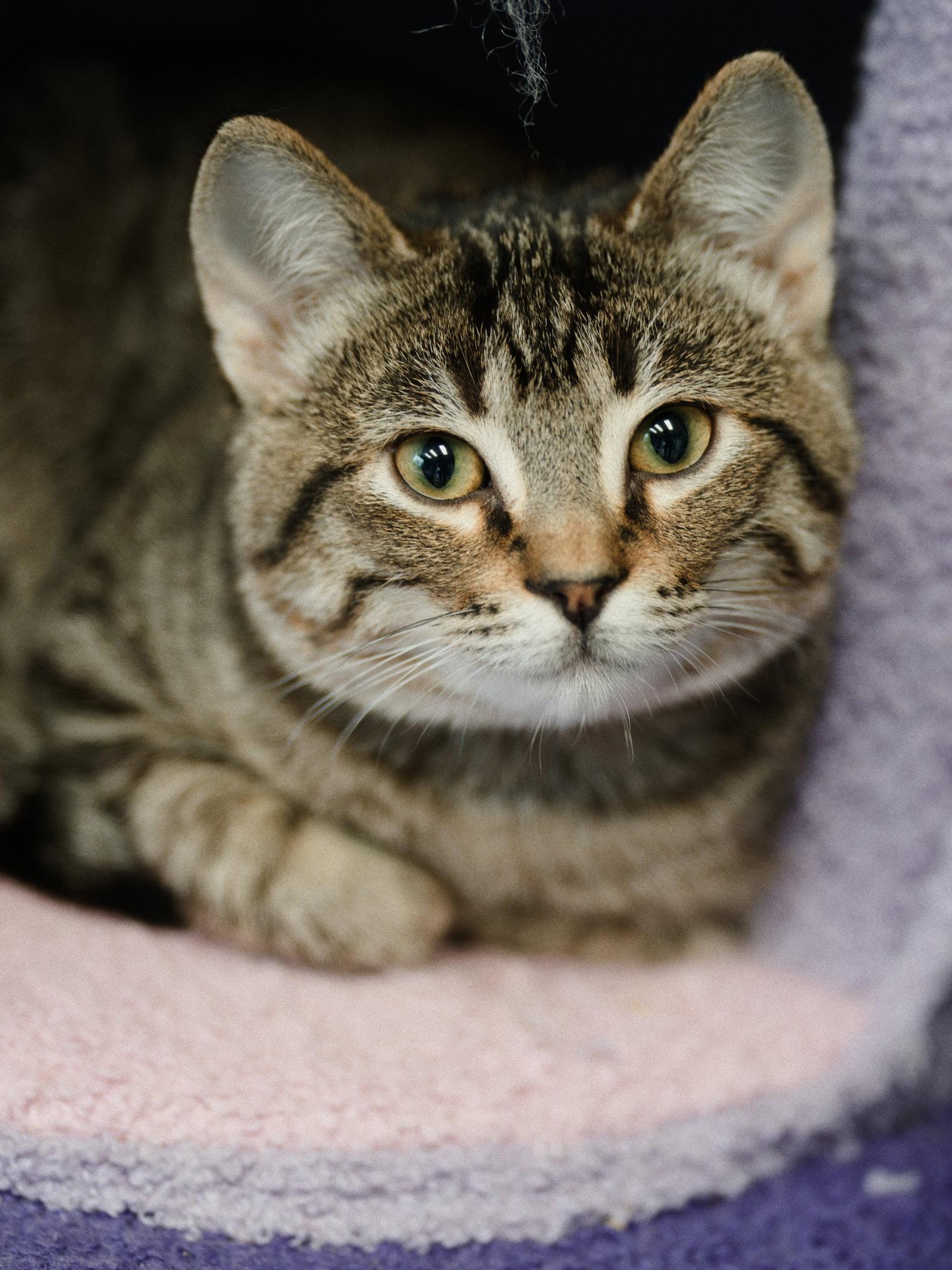 Enlarge Frannie, a Adoptable mixed breed in Campbell, CA image 1/3