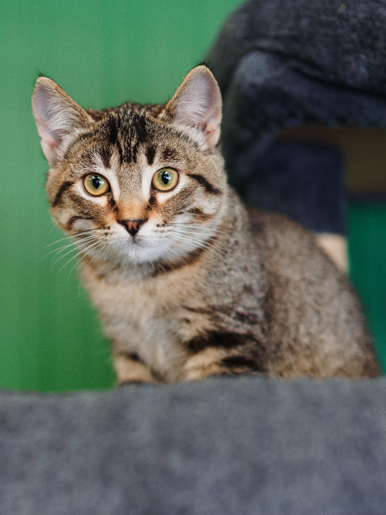 Enlarge Frannie, a Adoptable mixed breed in Campbell, CA image 2/3