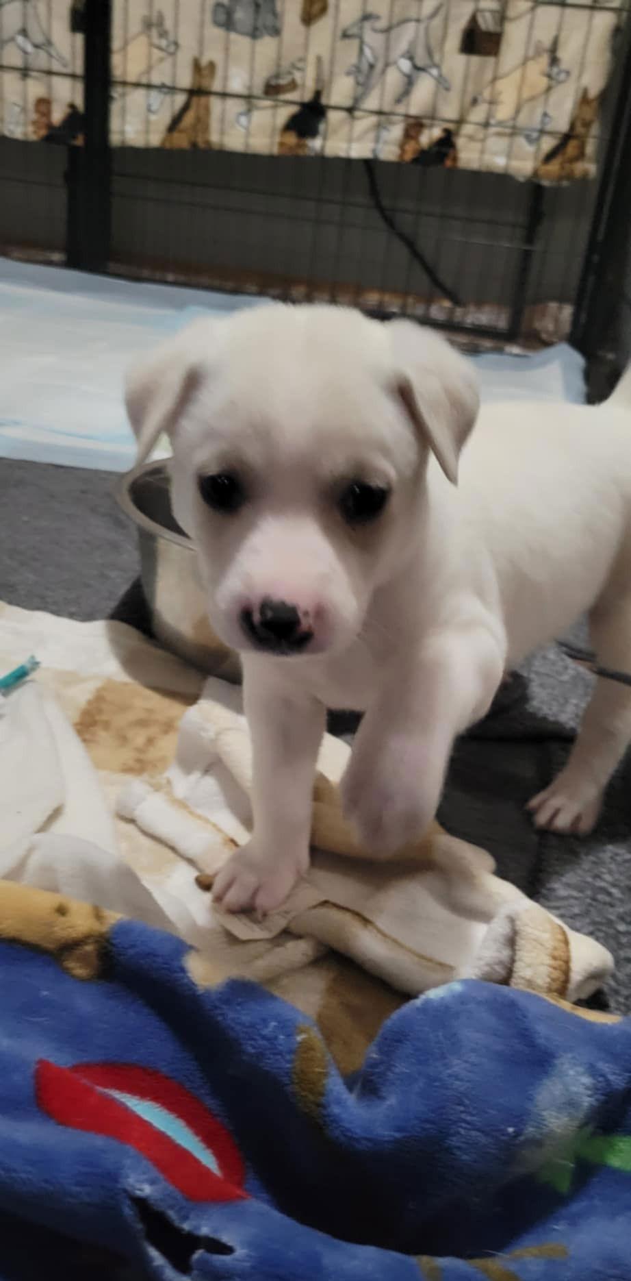 Twilight, Adoptable, Puppy Female Pit Bull Terrier.