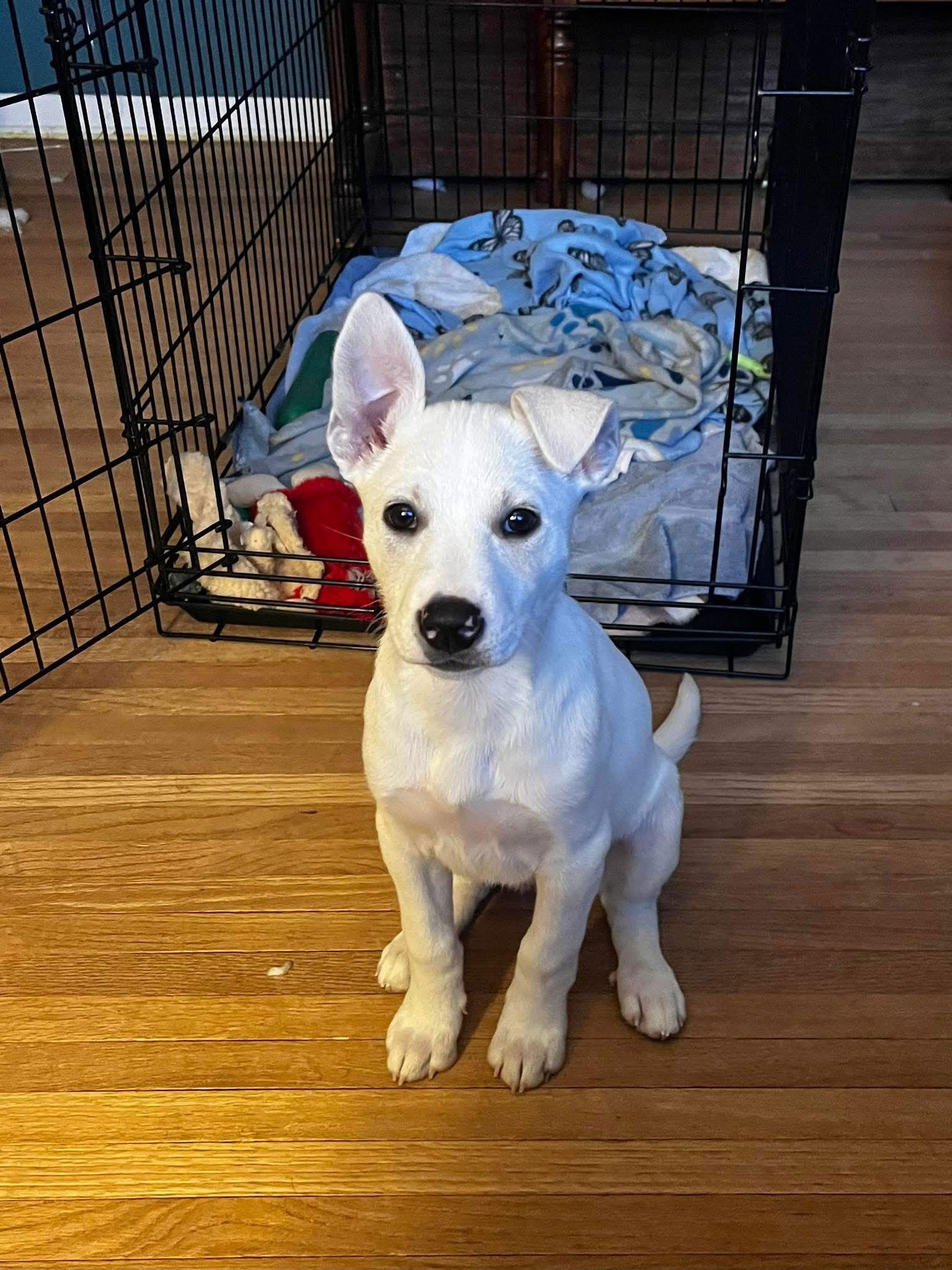 Twilight, Adoptable, Puppy Female Australian Cattle Dog / Blue Heeler.