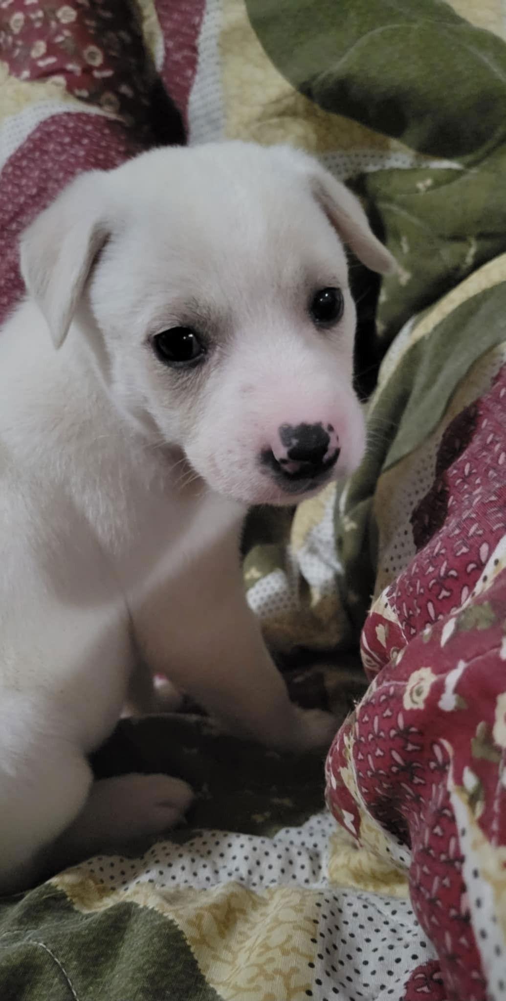 Enlarge Twilight, a Adoptable Pit Bull Terrier in Saint Paul, MN image 2/2