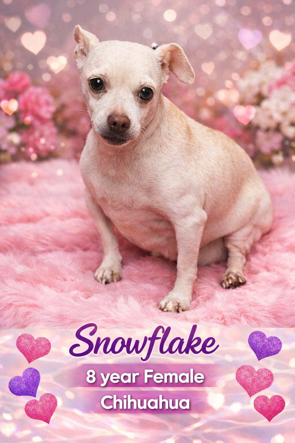 Enlarge SNOWFLAKE  – 8 YEARS FEMALE CHIHUAHUA @ PETCO, 5011 E. RAY ROAD, PHX 85044 ON SATURDAY, JAN. 31, an adopted Chihuahua in Mesa, AZ image 1/2