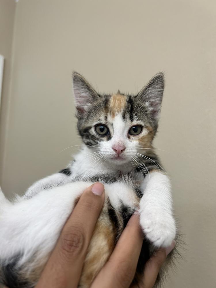 Enlarge Paella, a Adopted mixed breed in Calimesa, CA image 1/1