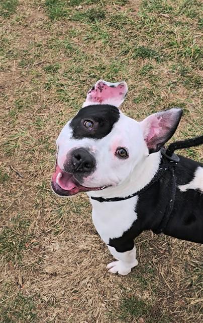 OTIS, Adoptable, Young Male Terrier.