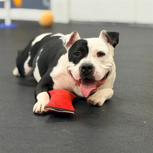 OTIS, Adoptable, Young Male Terrier.