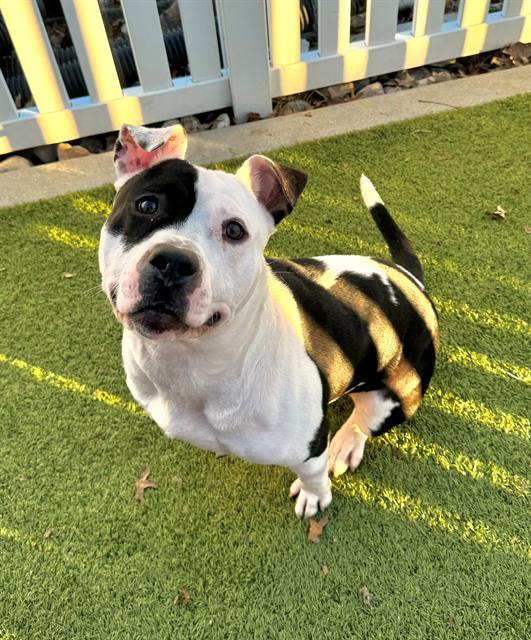 OTIS, Adoptable, Young Male Terrier.