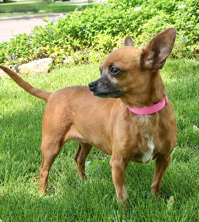 Ruby, an adoptable Chihuahua in Nerstrand, MN image 2/3