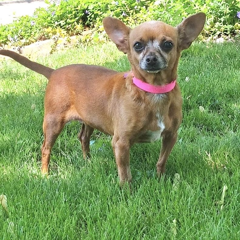 Ruby, adoptable, Senior Female Chihuahua.
