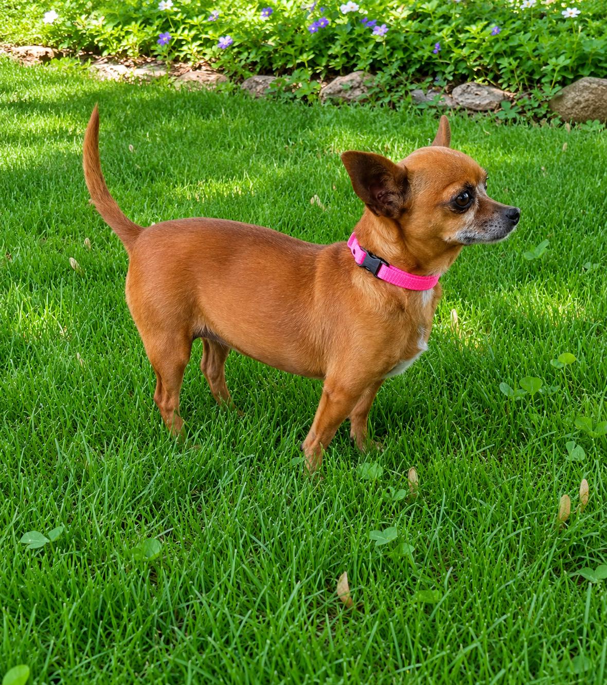 Ruby, an adoptable Chihuahua in Nerstrand, MN image 3/3