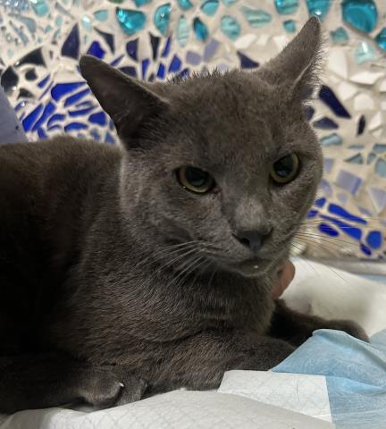 Enlarge SMOKEY, a Adoptable Domestic Short Hair in Pensacola, FL image 1/1
