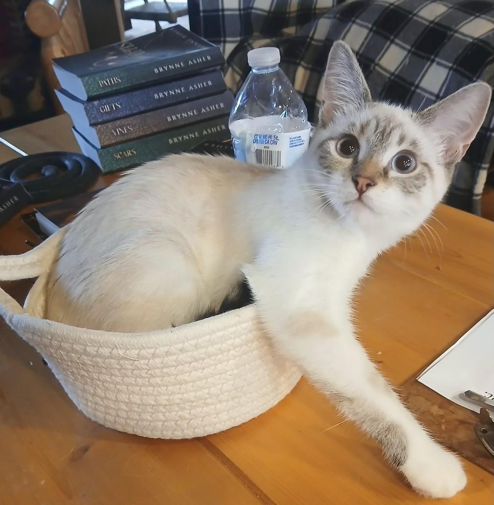 Enlarge 4761542 Seal lynx snowshoe female, a Adopted Siamese in Lees Summit, MO image 1/1