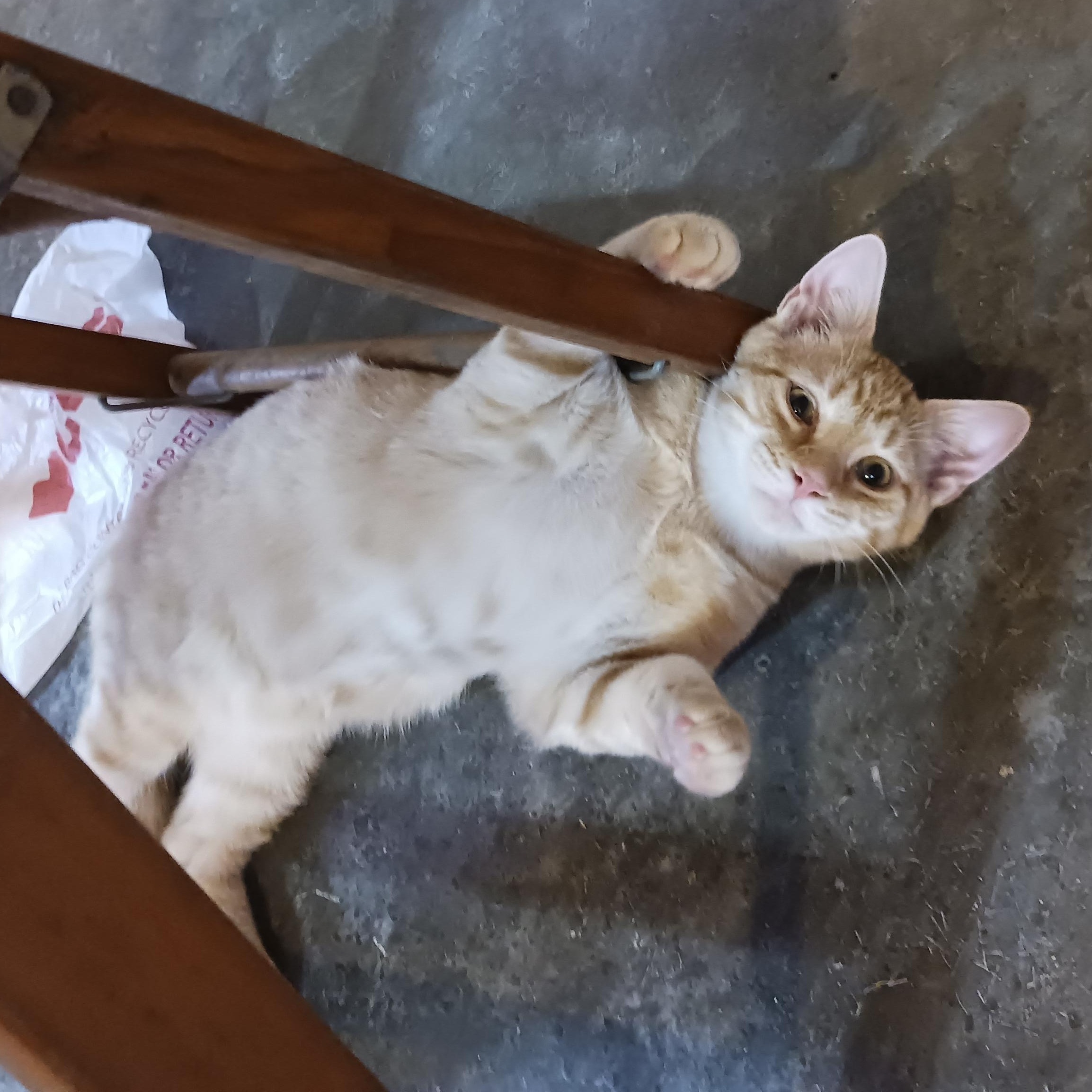 Twix, a ADOPTABLE Domestic Short Hair in Morgantown, WV image 6/6