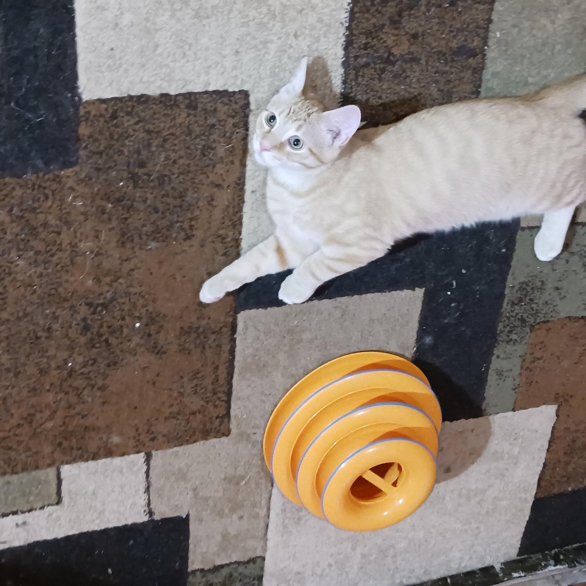 Twix, a ADOPTABLE Domestic Short Hair in Morgantown, WV image 2/6