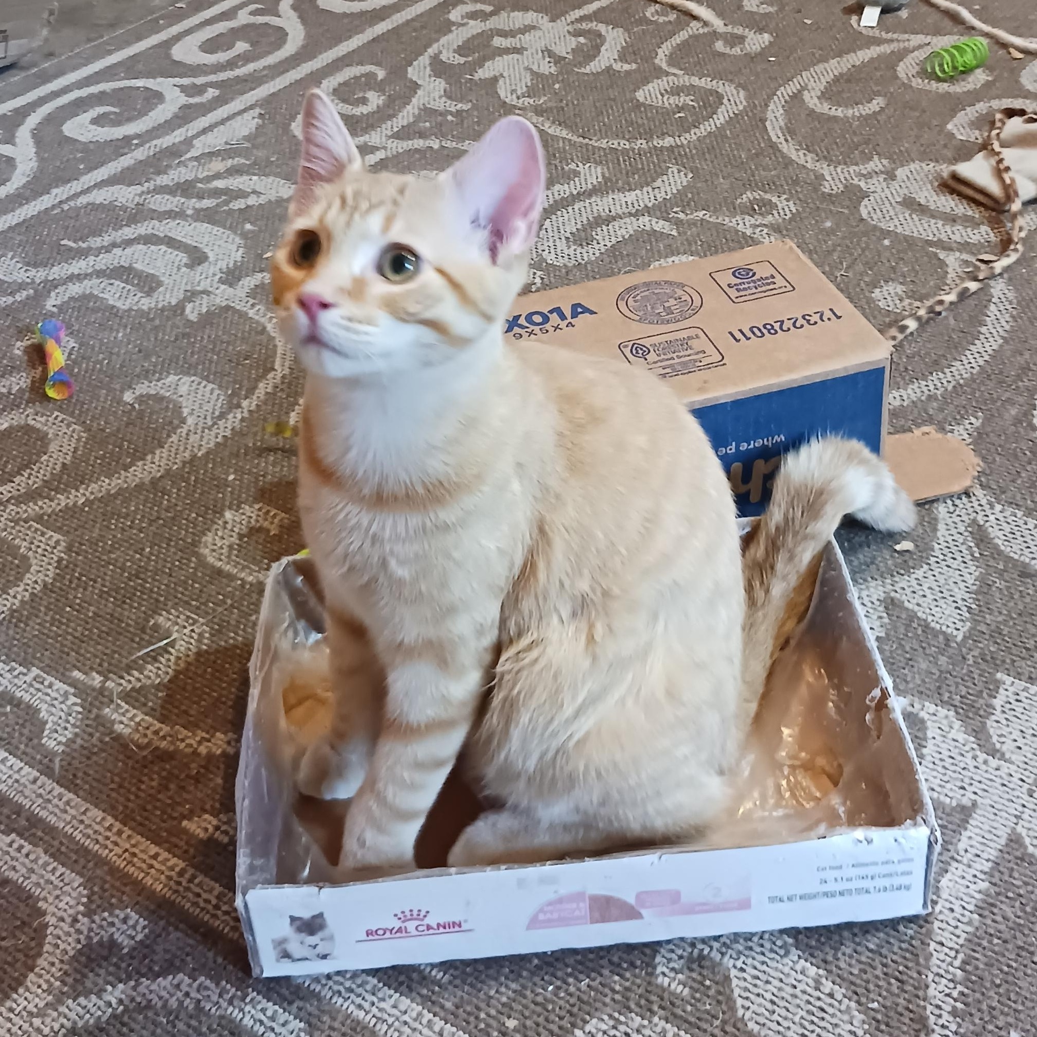 Twix, a ADOPTABLE Domestic Short Hair in Morgantown, WV image 3/6