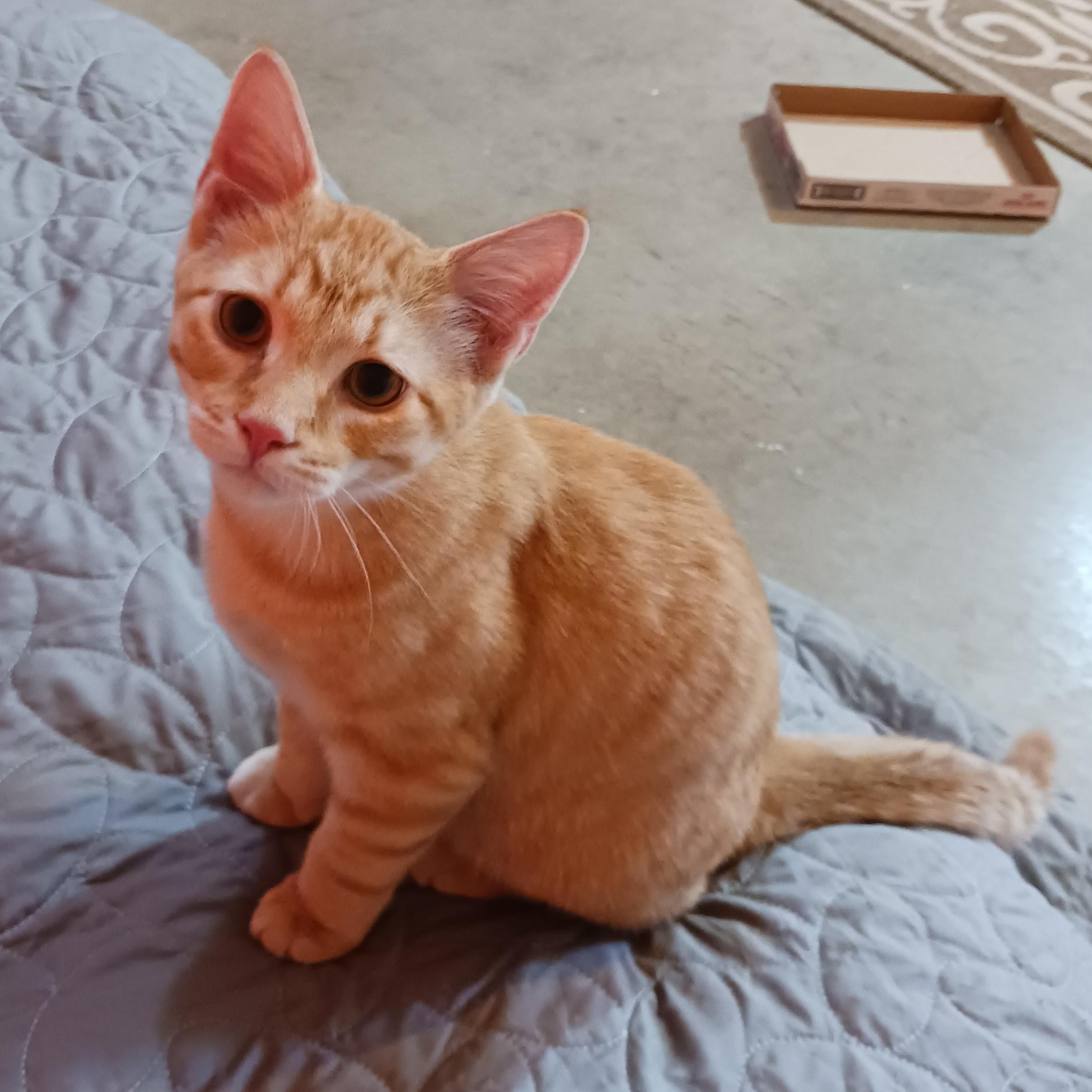 Twix, a ADOPTABLE Domestic Short Hair in Morgantown, WV image 5/6