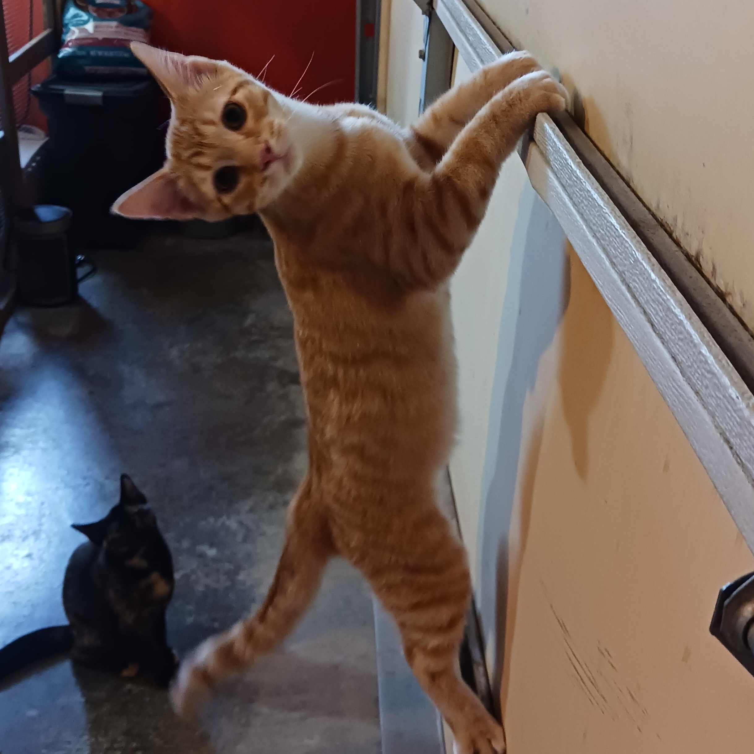 Twix, ADOPTABLE, Kitten Male Domestic Short Hair.