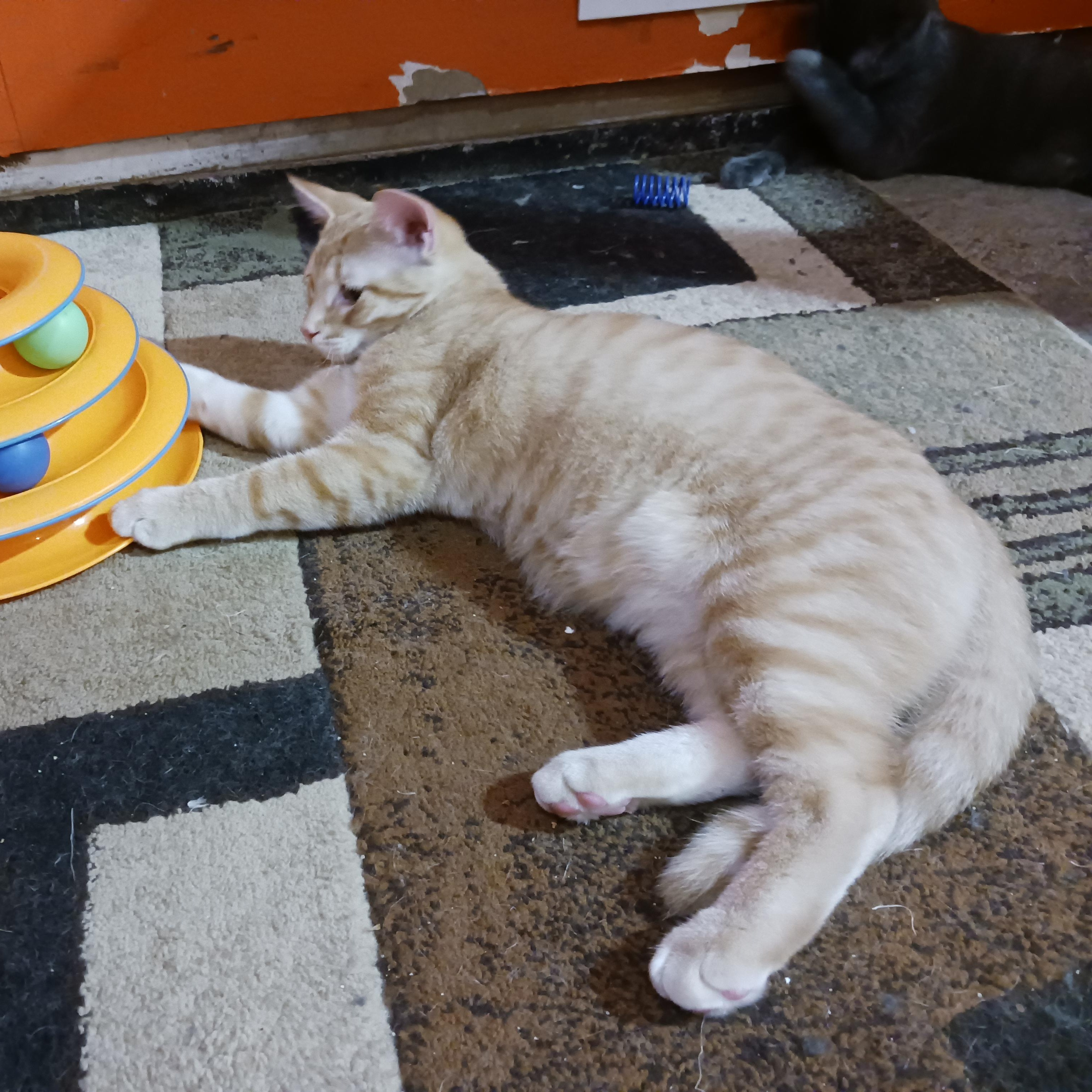 Twix, a ADOPTABLE Domestic Short Hair in Morgantown, WV image 4/6