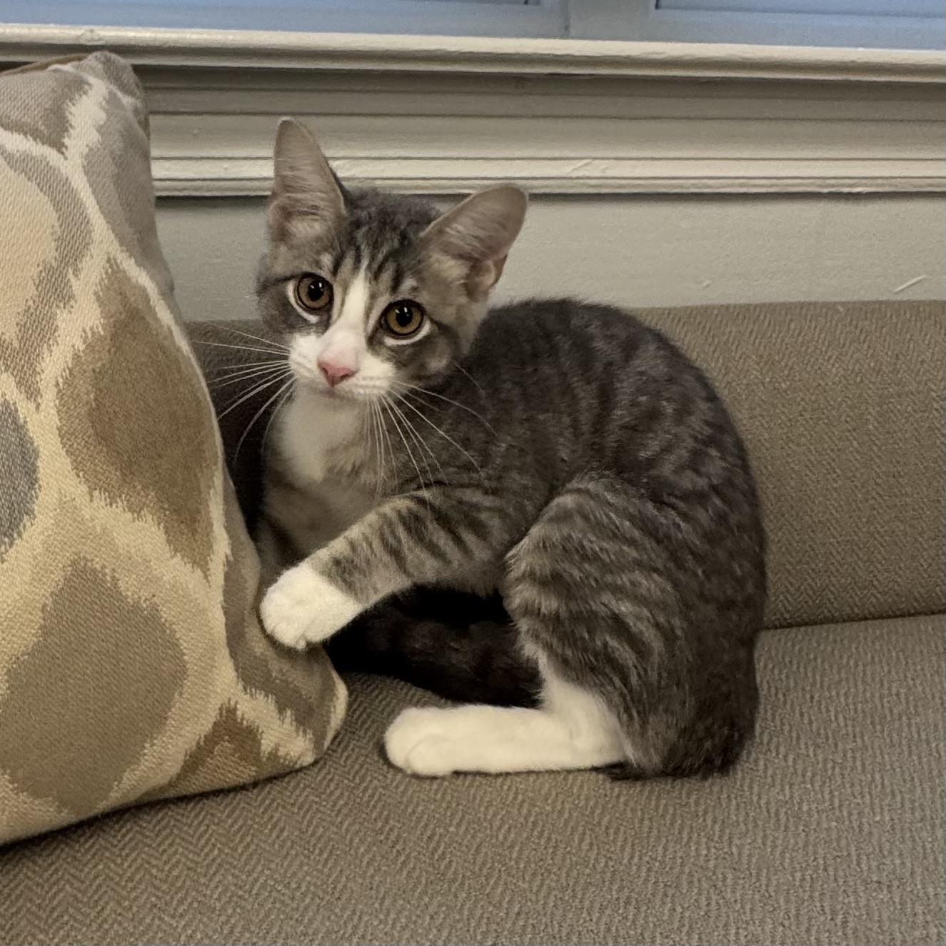 Tina, ADOPTABLE, Kitten Female Tiger.