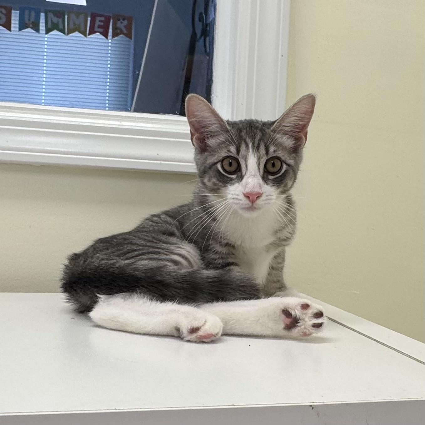 Tina, a ADOPTABLE Tiger in East Northport, NY image 3/5