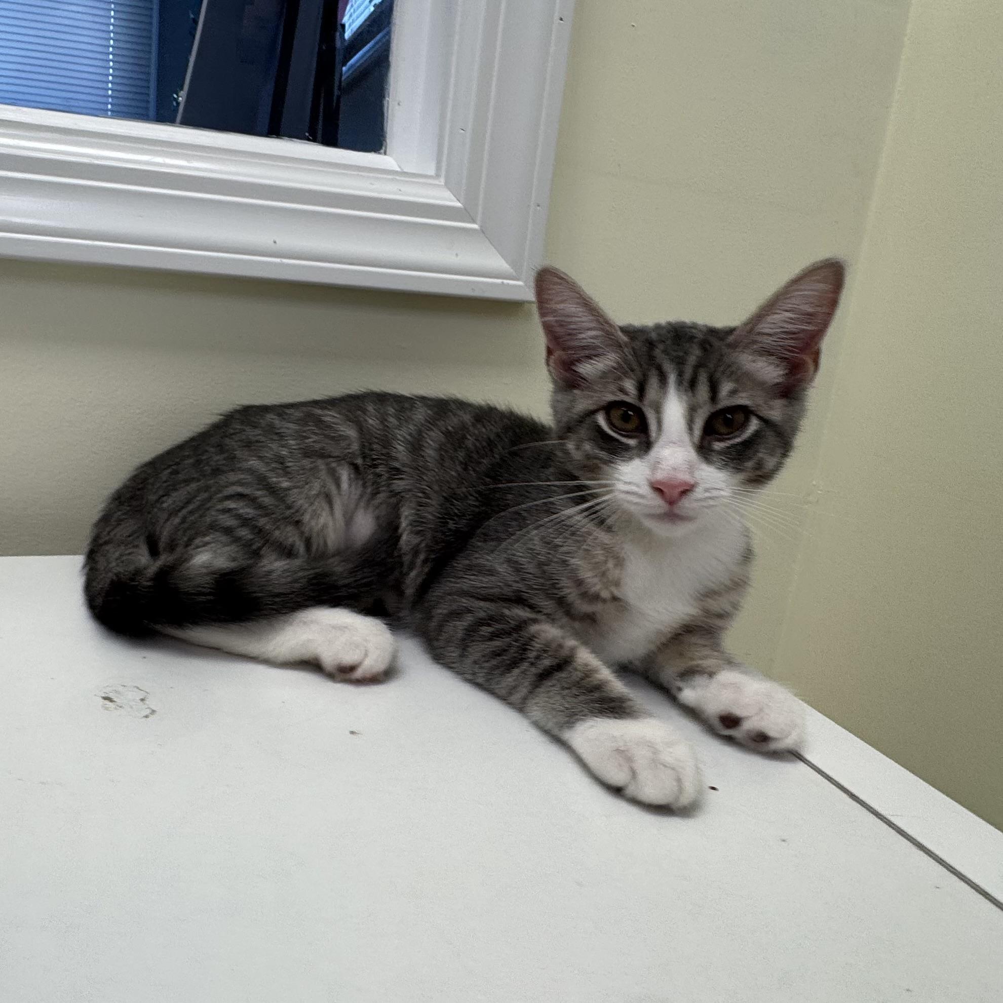Tina, a ADOPTABLE Tiger in East Northport, NY image 2/5